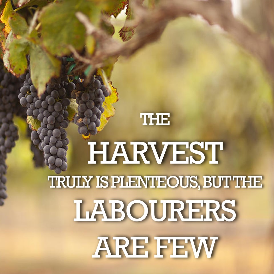 The Harvest Truly is Plenteous, But the Laborers Are Few episode artwork